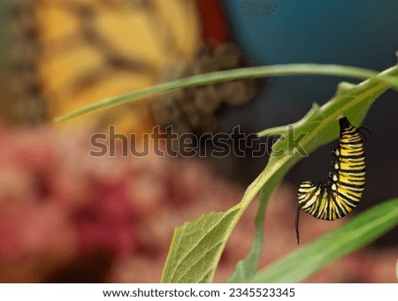 Monarch caterpillar hanging in a J shape preparing to pupate and form a chrysalis  Foto stock © 