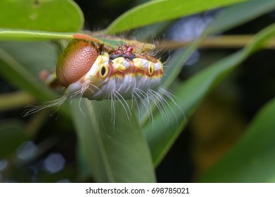 Monarch Caterpillar Hanging Upside Down On Stock Photo 698785021 ...