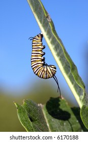 139 Caterpillar hanging upside down Images, Stock Photos & Vectors ...