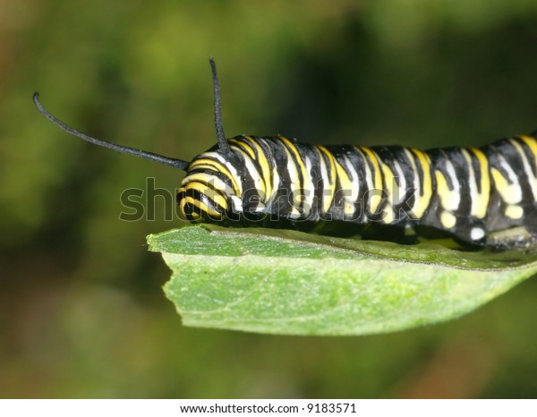 Monarch Caterpillar On Leaf Stock Photo (Edit Now) 9183571