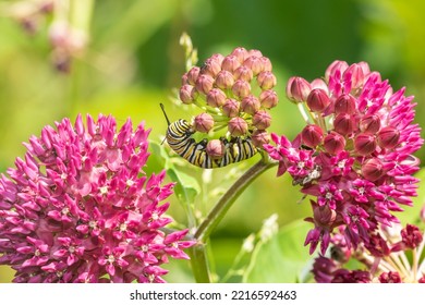 Monarch Caterpillar On Purple Milkweed