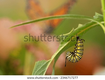 Monarch caterpillar upside down hanging in a J shape before pupating and becoming a chrysalis with a beautiful monarch butterfly background