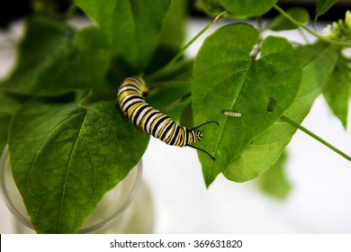 Monarch Caterpillars Larva On Milkweed Different Stock Photo 369631820 ...