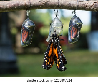 Monarch Caterpillars Who Have Gone Thru Metamorphosis In Their Chrysalis's And Are Now Hatching Into Beautiful Monarch Butterflies.