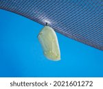 A monarch chrysalis at the early stages of development