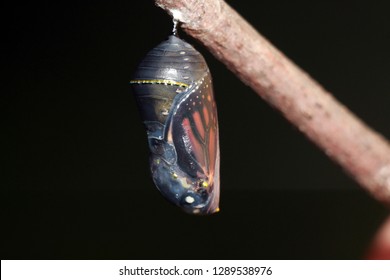 Monarch In Cocoon