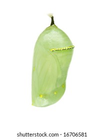 Monarch Cocoon On Isolated White