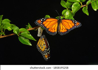 Monarch Coming Out Of Its Cocoon