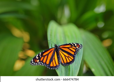 Monarch, Danaus plexippus, butterfly in nature habitat. Nice insect from Mexico. Butterfly in the green forest. - Powered by Shutterstock