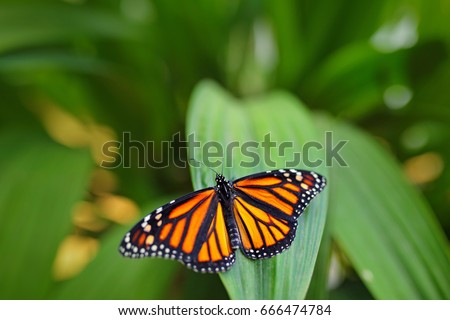 Monarch, Danaus plexippus, butterfly in nature habitat. Nice insect from Mexico. Butterfly in the green forest.