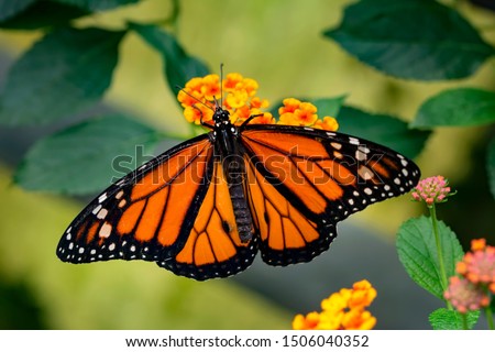 Monarch, Danaus plexippus is a milkweed butterfly (subfamily Danainae) in the family Nymphalidae