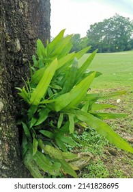 Monarch Fern Grow By Stuck Up Large Tree In The Park