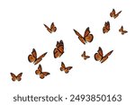 Monarch flying butterflies on white background.