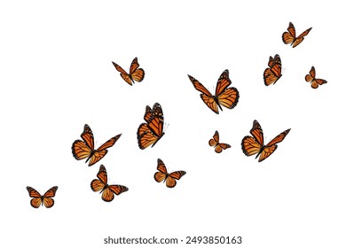 Monarch flying butterflies on white background.