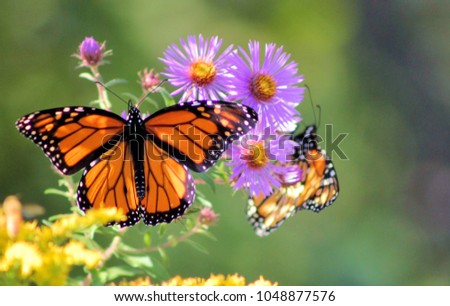 The Monarch Migration