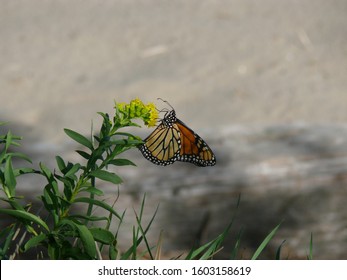 Monarch At National Park NYC.