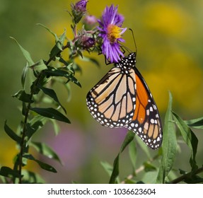 Monarch On New England Aster