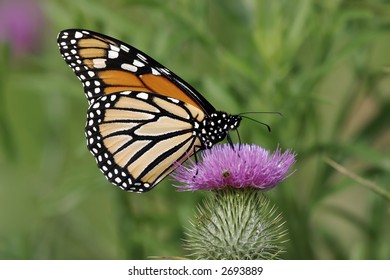 Monarch on a Thistle