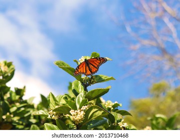 Monarch Orange Butterfly Blue Sky Green Plant Flower