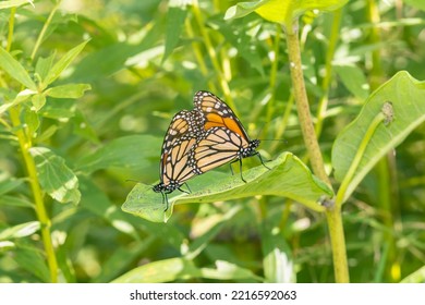 Monarchs Mating On Common Milkweed