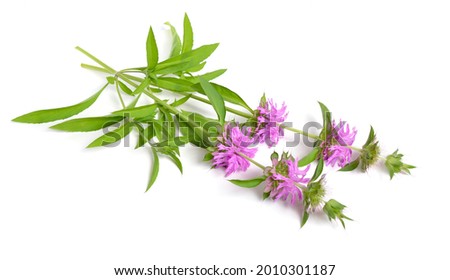 Monarda citriodora. Common names include lemon beebalm, lemon mint and purple horsemint. Isolated on white