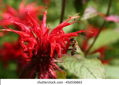 Monarda Didyma