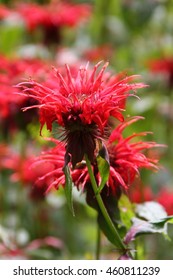 Monarda Didyma