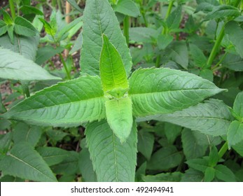 Monarda Didyma