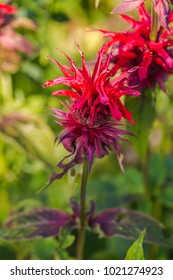 Monarda Didyma (Scarlet Beebalm)