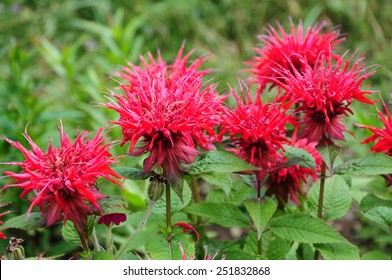 Monarda Didyma (Scarlet Beebalm)