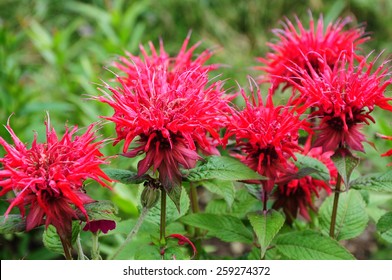 Monarda Didyma (Scarlet Beebalm)