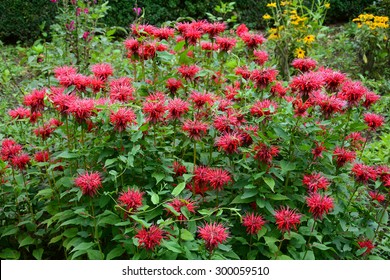 Monarda Didyma (Scarlet Beebalm)