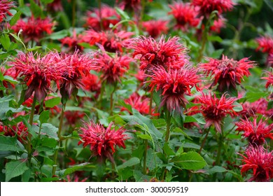 Monarda Didyma (Scarlet Beebalm)