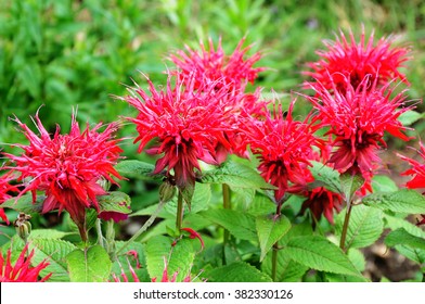 Monarda Didyma (Scarlet Beebalm)