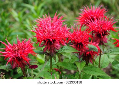 Monarda Didyma (Scarlet Beebalm)