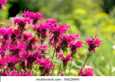 Monarda Didyma (Scarlet Beebalm)