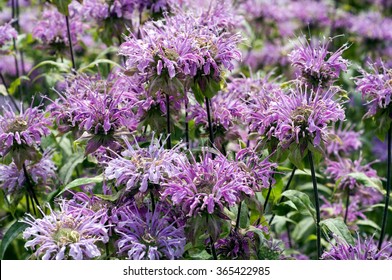 Monarda; Fistulosa