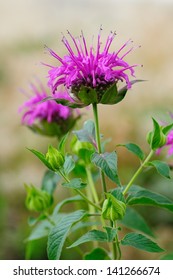 Monarda Fistulosa Flower In Garden