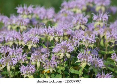 Monarda Flowers. Monarda Didyma