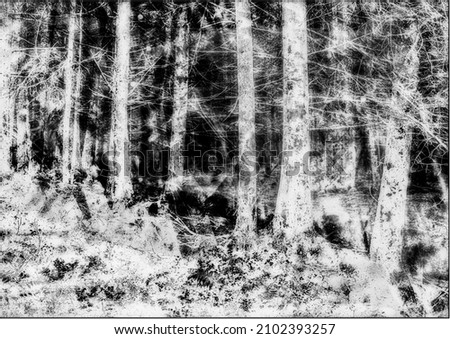 Monchromem atmospheric, soft defocused woodland scene, created using double exposure, ready to overlay text. 