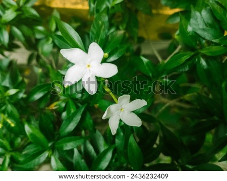 Mondokaki (Tabernaemontana divaricata) is a flora native to India that has spread to Southeast Asia and other tropical regions. In Indonesia, this plant is known as mondokaki. 