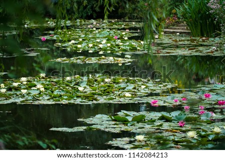 Monet's Giverny garden famous water lilies and its pink and white flowers.