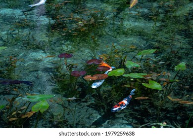 モネの池 岐阜」の画像、写真素材、ベクター画像  Shutterstock