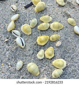 Money Cowry Shell (Monetaria Moneta) In Nsakambangan Island On May 14, 2022