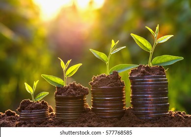 Money growing concept,Business success concept, Tree growing on pile of coins money