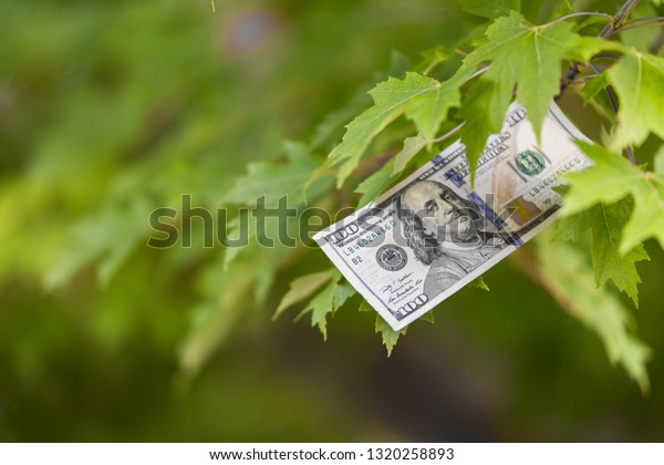 Money growing\
on tree, USA currency dollar, cash crop, money tree, finance\
concept stock, investment, passive income, inheritance, loans,\
saving, money doesn\'t grow on\
trees