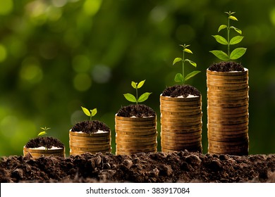 Money growing in soil