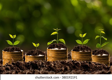 Money Growing In Soil , Business Success Concept.