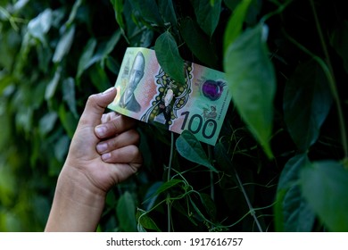 Money Grows On Trees. Australian One Hundred Dollar Note Being Picked From A Money Tree.