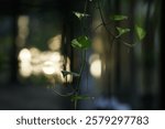 money plant evening light 85mm bokeh dark background 